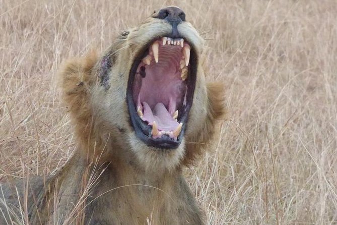 3 days Queen Elizabeth National Park Uganda Safari - Three days of Uganda wildlife from Kampala