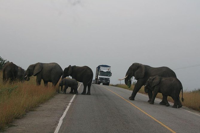 3 days Queen Elizabeth National Park Uganda Safari - The primate walk and chimpanzee plans