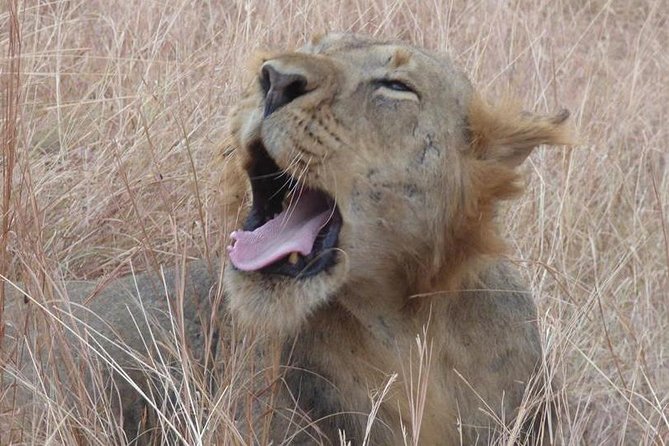 3 days Queen Elizabeth National Park Uganda Safari - Private travel, pickup, and the return to Kampala