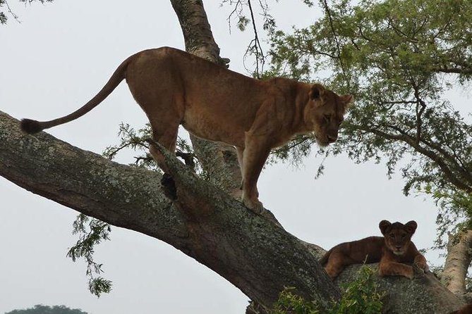 3 days Queen Elizabeth National Park Uganda Safari - The Uganda Equator stop on Masaka Road