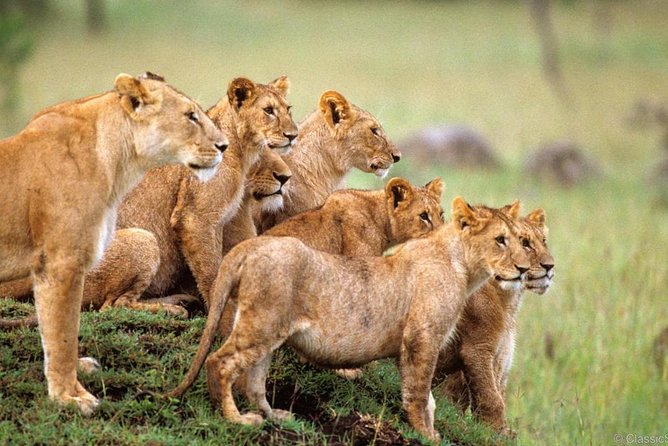3-Days Safari to Murchison Falls National Park with Rhino Sanctuary hike - Key points to know before you book