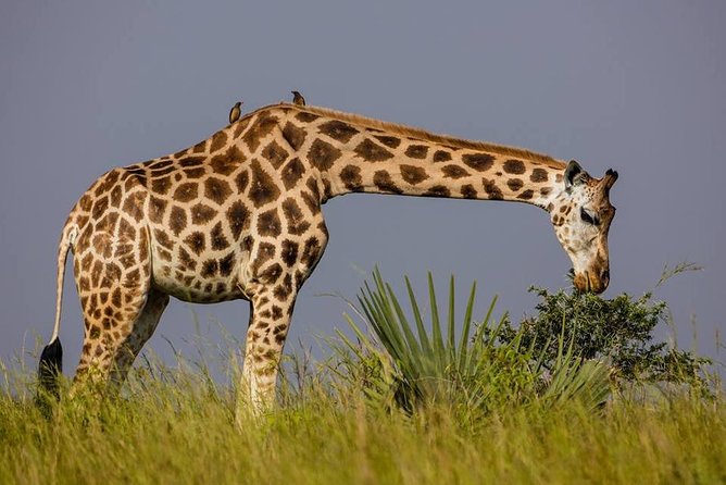 3-Days Safari to Murchison Falls National Park with Rhino Sanctuary hike - From Kampala to Ziwa’s rhino sanctuary