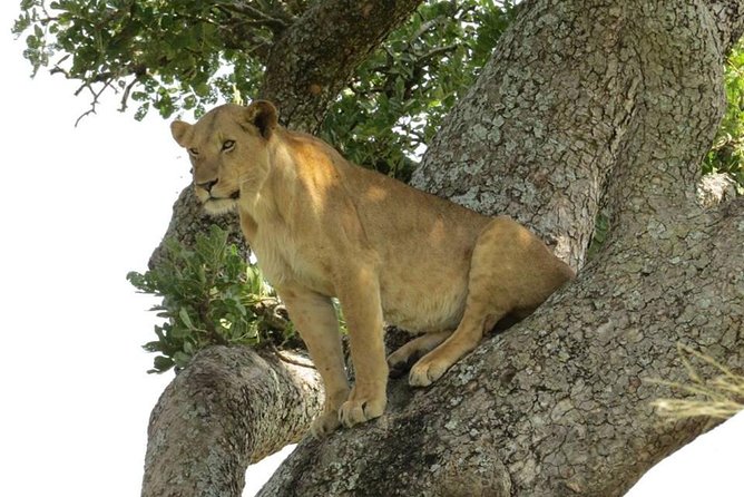 3-Days Safari to Murchison Falls National Park with Rhino Sanctuary hike - A full game-drive day in Uganda’s largest park