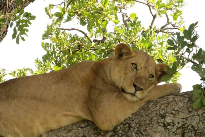 3-Days Safari to Murchison Falls National Park with Rhino Sanctuary hike - Budongo Forest and the optional chimpanzee trek