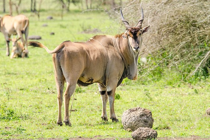 3-Days Safari to Murchison Falls National Park with Rhino Sanctuary hike - Standing above the Nile at Murchison Falls