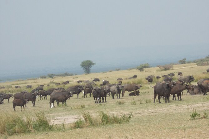 3 Days Trip To Murchison Falls - Day 2: a 6:30 a.m. start for wildlife