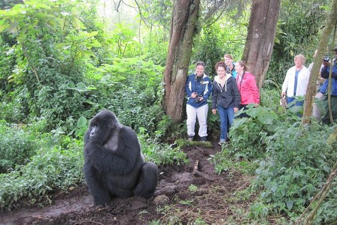 3 days Uganda Gorilla safari tour with relaxation on Lake Bunyonyi - Why the gorilla encounter is worth the effort