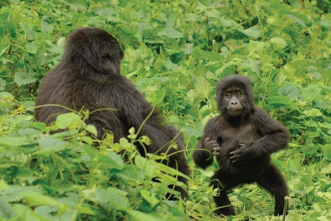 3 days Uganda Gorilla safari tour with relaxation on Lake Bunyonyi - Lake Bunyonyi is the smart counterpoint