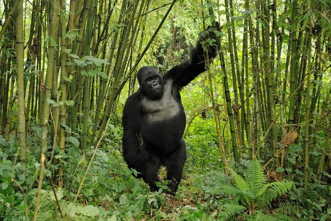 3 days Uganda Gorilla safari tour with relaxation on Lake Bunyonyi - Day 3: The return road, Igongo, and the Equator