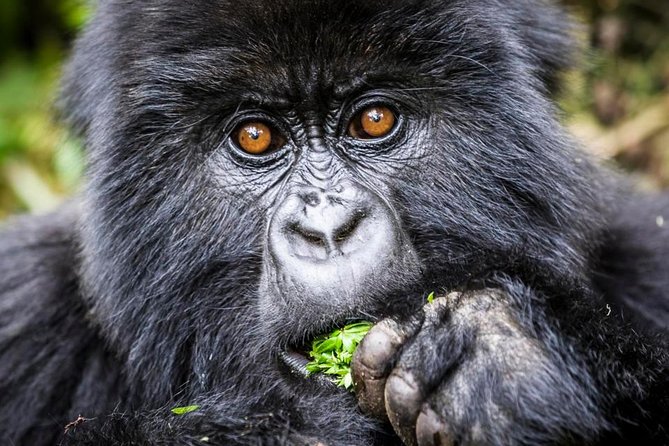 3 days Uganda Gorilla safari tour with relaxation on Lake Bunyonyi - Guides, service, and the private format
