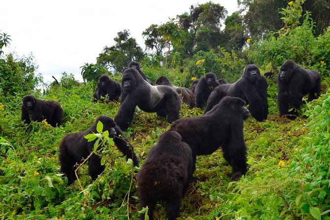 3 days Uganda Gorilla safari tour with relaxation on Lake Bunyonyi - Day 2: The forest trek and a transfer to Lake Bunyonyi