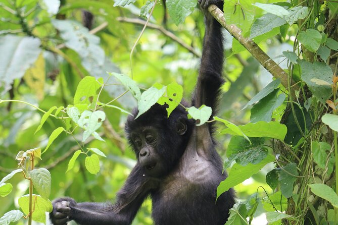 3 Days Uganda Gorilla trek Safari Tour - Key points at a glance