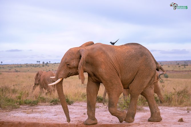 3 Days Wild Tour Queen Elizabeth National Park Safari Uganda - What the three-day Queen Elizabeth safari is really like