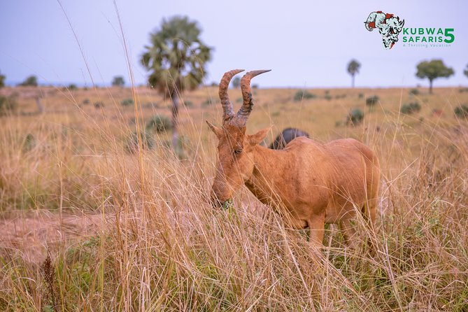 3 Days Wild Tour Queen Elizabeth National Park Safari Uganda - The Equator stop at Kayabwe