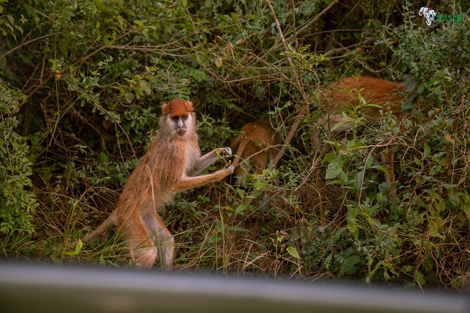 3 Days Wild Tour Queen Elizabeth National Park Safari Uganda - Guides, vehicles, and the human side of the trip