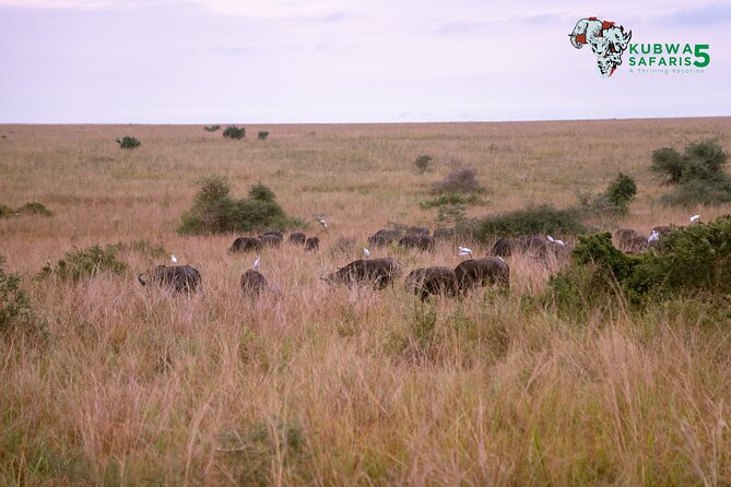 3 Days Wild Tour Queen Elizabeth National Park Safari Uganda - Meals, accommodation, and what is not included