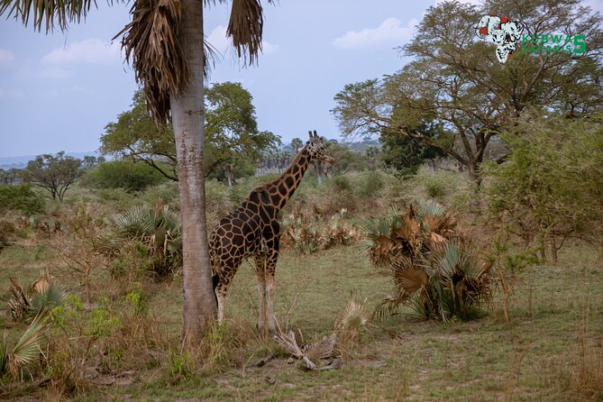 3 Days Wild Tour Queen Elizabeth National Park Safari Uganda - Day 2: the long drive to Queen Elizabeth National Park