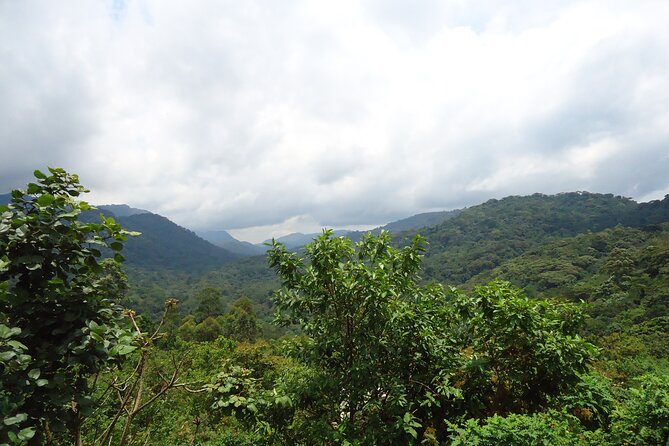 4-Day Gorilla & Chimpanzee Trekking Luxury Fly-in Tour in Uganda - Why this four-day Uganda plan works