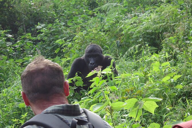 4-Day Gorilla & Chimpanzee Trekking Luxury Fly-in Tour in Uganda - Day 1: Kasese flight and chimpanzees in Kibale