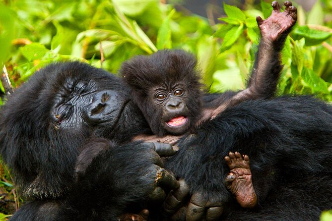 4 Day Gorilla Trekking & Golden Monkeys - Two rare primate encounters in southwestern Uganda