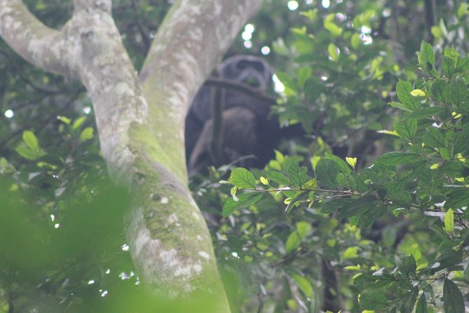 4 Day Gorilla Trekking & Golden Monkeys - Day 2: Bwindi gorilla trekking begins at 7:00 a.m.