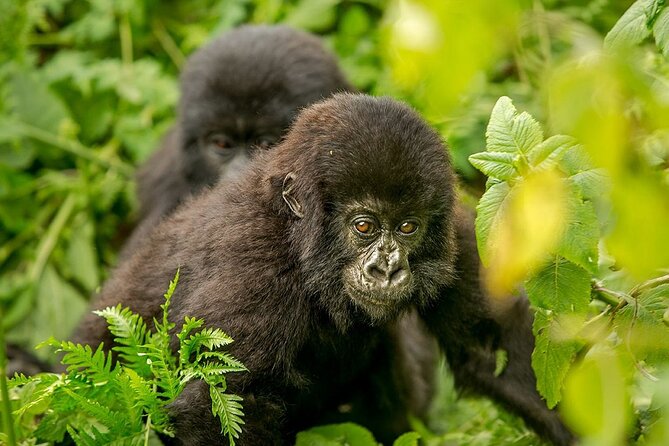 4 Day Gorilla Trekking & Golden Monkeys - Day 3: Golden monkeys in Mgahinga
