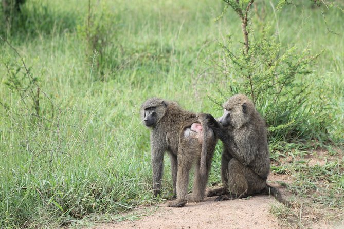 4 Day Gorilla Trekking & Golden Monkeys - Day 4: Returning to Entebbe with an equator stop