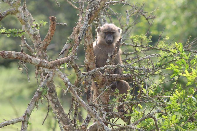 4 Day Gorilla Trekking & Golden Monkeys - Physical demands and useful preparation