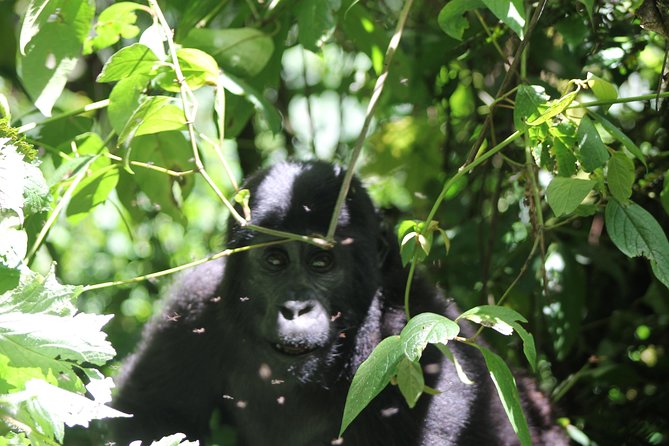 4 Day Gorilla Trekking & Golden Monkeys - Day 1: The long road from Entebbe to Bwindi