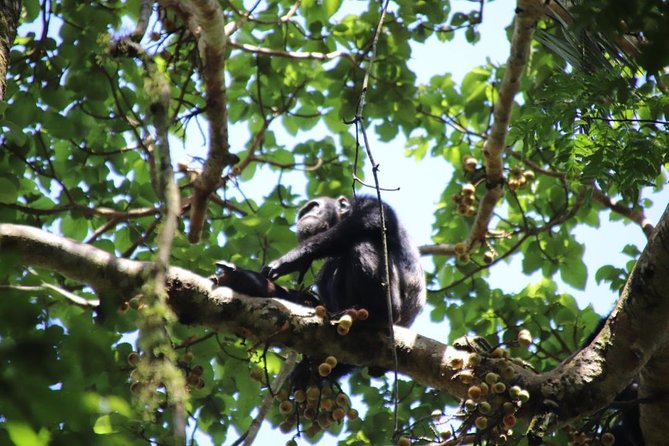 4-Day Gorillas, Wildlife and Chimpanzee Trek at Kalinzu Forest - Who should book this trip