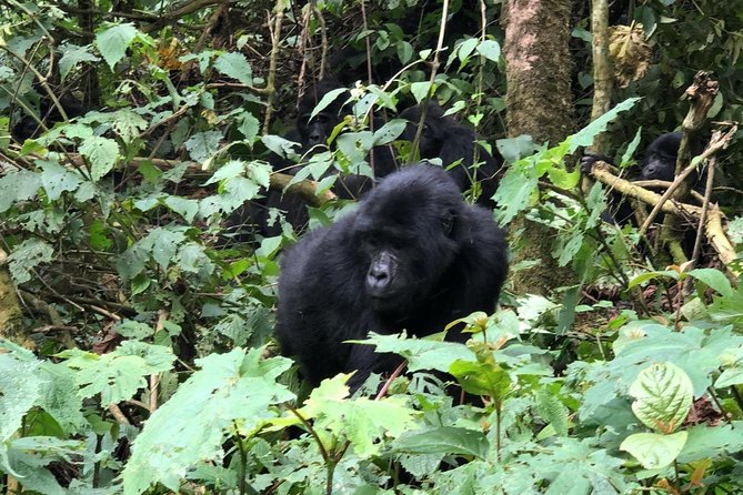 4 Day Gorillas, Wildlife and Chimpanzee Trek at Kibale - Day 1: Six hours from Kampala or Entebbe to Kibale