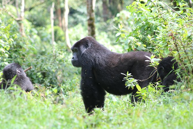 4 Day Gorillas, Wildlife and Chimpanzee Trek at Kibale - Day 4: Gorilla trekking in Bwindi, then onward to Kigali