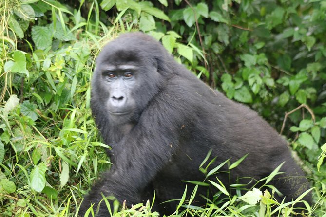 4 Day Gorillas, Wildlife and Chimpanzee Trek at Kibale - Who should book this four-day safari?