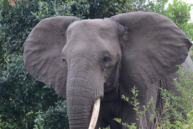 4-Day QENP, Gorillas in Bwindi and Lake Bunyonyi relaxation - The $4,770 question