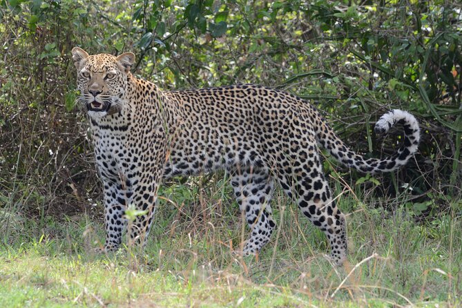 4-Day QENP, Gorillas in Bwindi and Lake Bunyonyi relaxation - Guide, vehicle, and service details