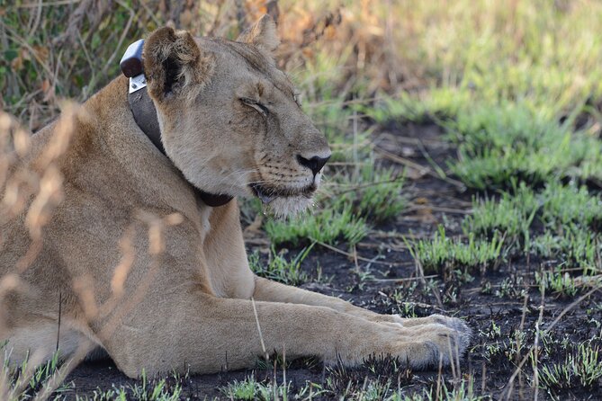 4-Day QENP, Gorillas in Bwindi and Lake Bunyonyi relaxation - Day 1: the long road to Queen Elizabeth