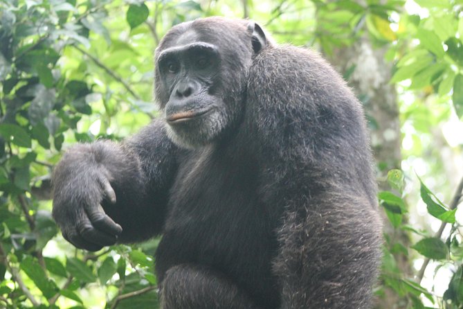 4-Day Uganda Gorilla Trekking and Wildlife Safari - Day 2: Kasenyi tracks, Ishasha, and the road to Bwindi