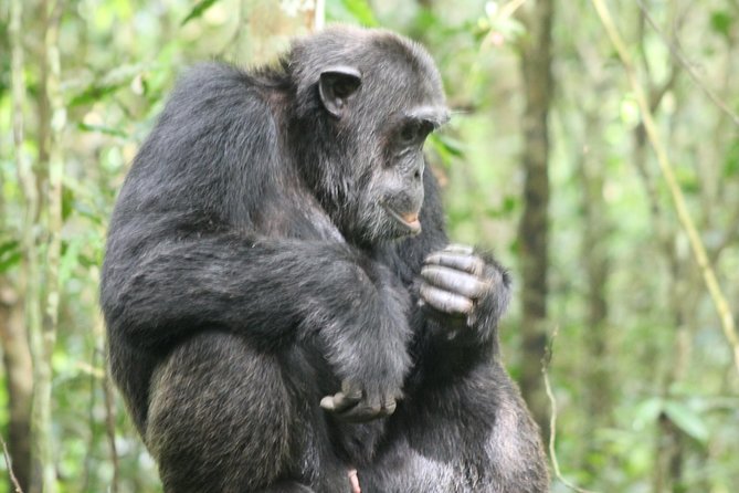 4-Day Uganda Gorilla Trekking and Wildlife Safari - Day 3: The Bwindi gorilla trek