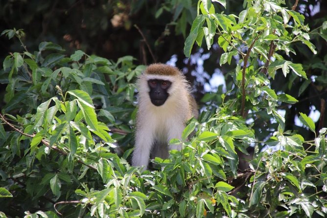 4 Day Uganda Gorilla Trekking Safari with Lake Bunyonyi - The return to Entebbe or Kampala