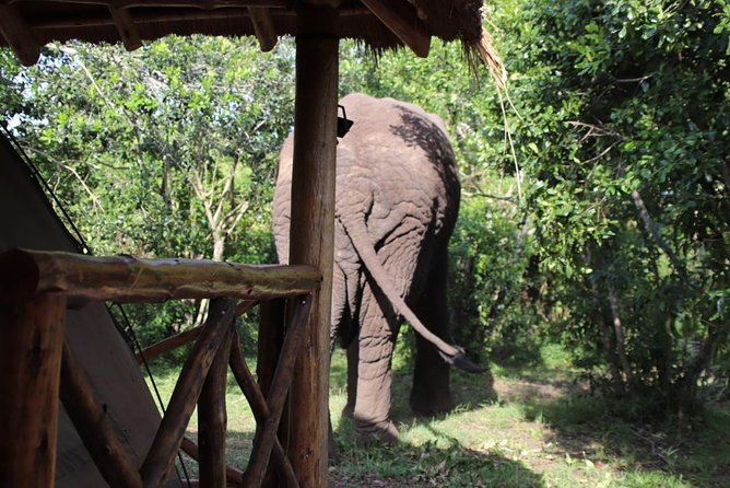 4 Day Uganda Gorilla Trekking Safari with Lake Bunyonyi - What the $2,089.24 price really covers