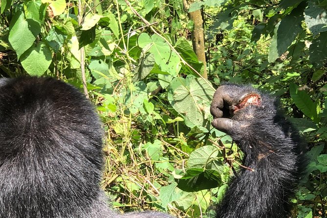 4 Day Uganda Gorilla Trekking Safari with Lake Bunyonyi - Bwindi gorilla trekking and the family assignment