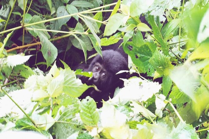 4 Days Gorilla and Chimps trek safari - The real appeal: two great apes in four days