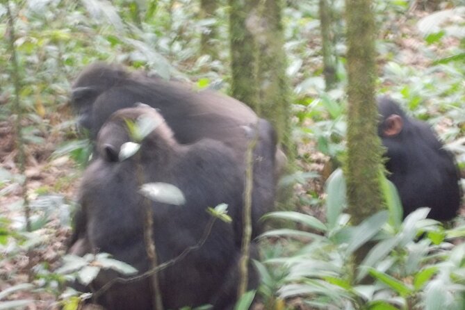 4 Days Gorilla and Chimps trek safari - Day 2: Gorilla tracking in Bwindi and Lake Bunyonyi