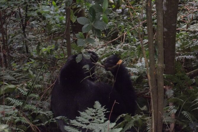 4 Days Gorilla and Chimps trek safari - What the $2,470 price means