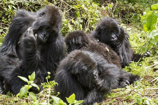 4 Days Gorilla tracking Tour in Uganda - Key points to know before you book