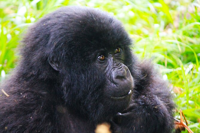 4 Days Gorilla tracking Tour in Uganda - Day 3: Lake Bunyonyi after the trek
