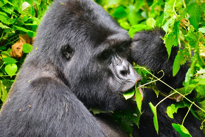 4 Days Gorilla tracking Tour in Uganda - Day 2: Six hours in Bwindi’s thick forest