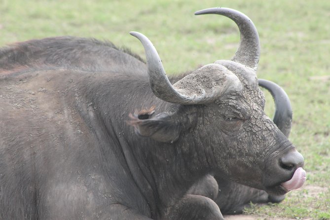 5-Day Big 5 Kidepo valley National Park Safari - Day two: entering Kidepo Valley National Park