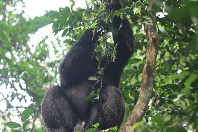 5-Day Big 5 Kidepo valley National Park Safari - Day one: rhinos, the Nile, and Gulu