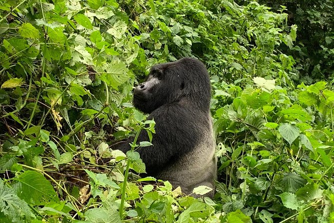 5 Day Gorillas, Wildlife and Kalinzu Forest Chimp Trek - Why this five-day route works